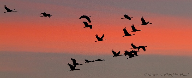 Grue 7492_wm.jpg - Grues cendrées - Common Crane - Grus grus... Quittant leur dortoir au petit matin(Lac du Der, France, novembre 2010)